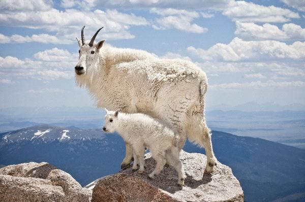 capricorn mountain goat