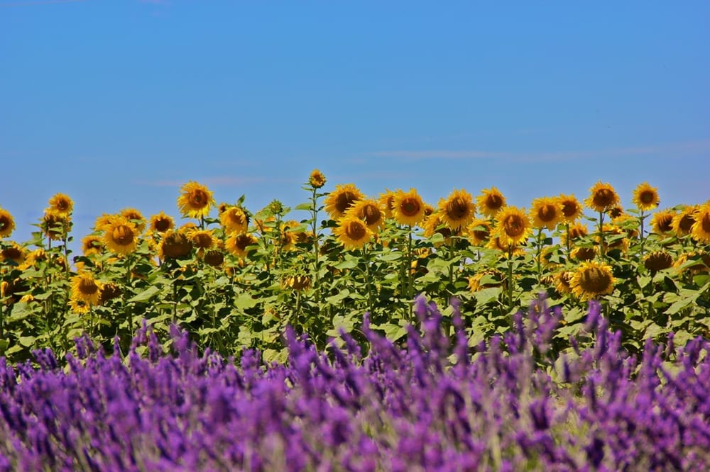 best yoga retreats in France