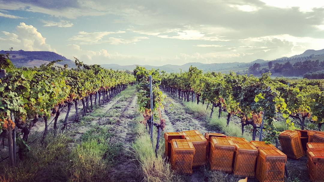 14334261_1077554145626130_1225754318_n