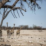 Yoga Safari Namibia retreat