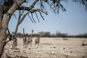 Yoga Safari Namibia retreat