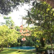 Ayurvedic Mind Body Detox Retreat at Plantation Villa, Sri Lanka open all year