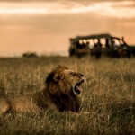 Ashnil Lodges and Camps