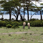 LAKE NAIVASHA SOPA RESOR