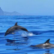 Interspecies Communication and Nature Reverence Retreat at Under the Linden Tree | Tinos Island, Greece