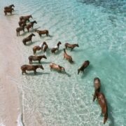 The Healing Power Of Horses Retreat at NIHI Sumba, Indonesia | 16th - 21st October