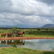 Kenyan Yoga & Safari Retreat, Watamu & Tsavo | 24 February - 3 March